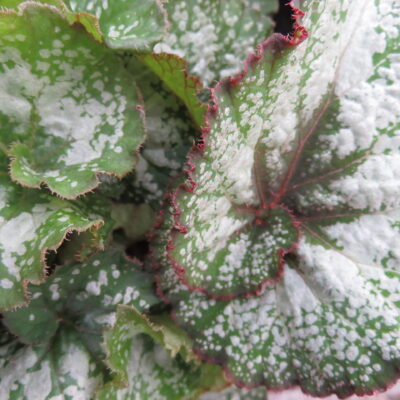 Begonia 'Silver Sweet'