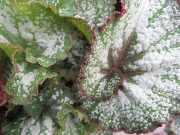 Begonia 'Silver Sweet', pianta da interno