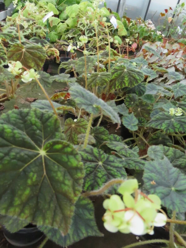 Begonia Sisquoc, foto 2