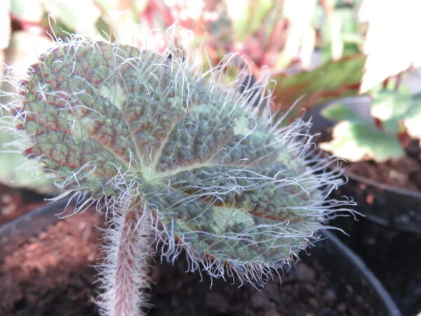 Begonia sizemoreae, sin. longiciliata, foto 4