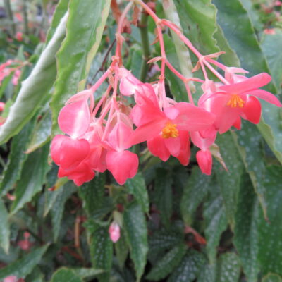 Begonia 'Snowcap'