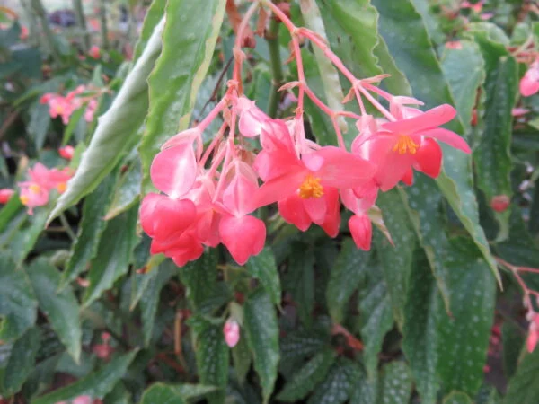 Begonia 'Snowcap', pianta da interno