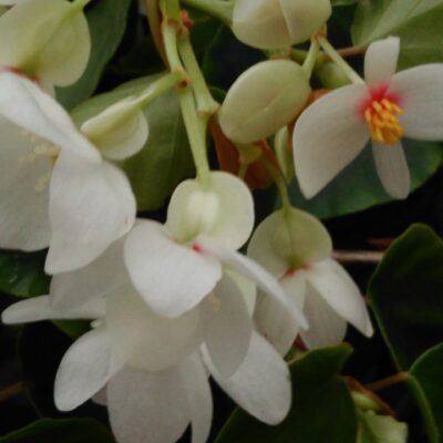 Begonia solananthera sin. integerrima