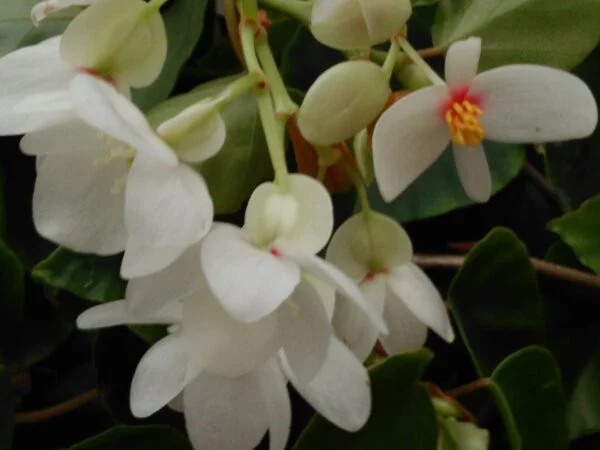 Begonia solananthera sin. integerrima, pianta da interno
