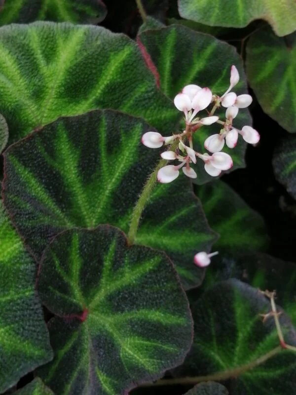 Begonia soli-mutata, foto 5