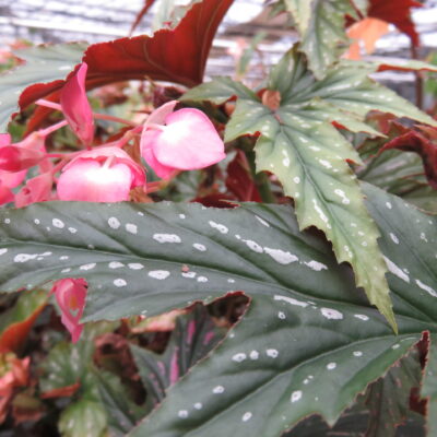 Begonia 'Sophie Cecile'