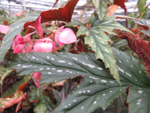 Begonia 'Sophie Cecile', pianta da interno
