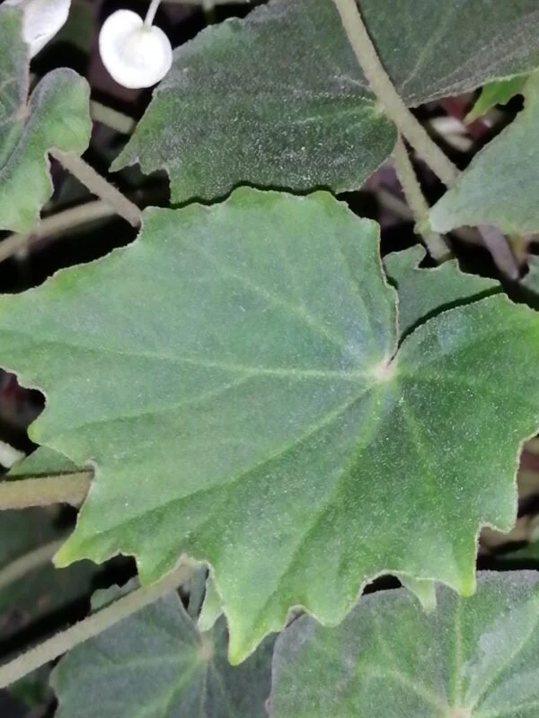 Begonia sp., foto 2