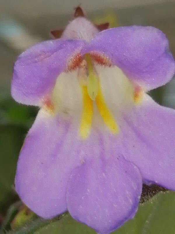 Begonia Spitfire, foto 4