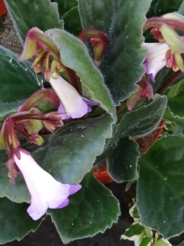 Begonia Spitfire, foto 5