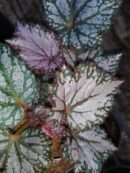 Begonia 'Pink Gin'