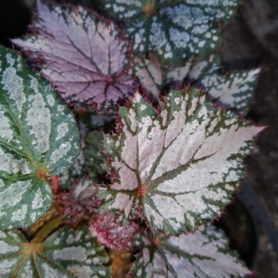 Begonia 'Pink Gin'