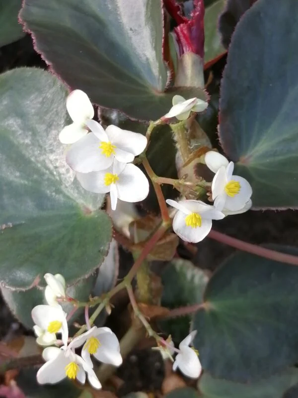 Begonia 'Stormbird', foto 2