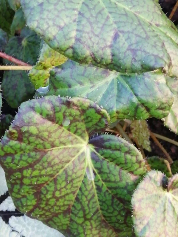 Begonia strigillosa, sin. B. daedalea, foto 2