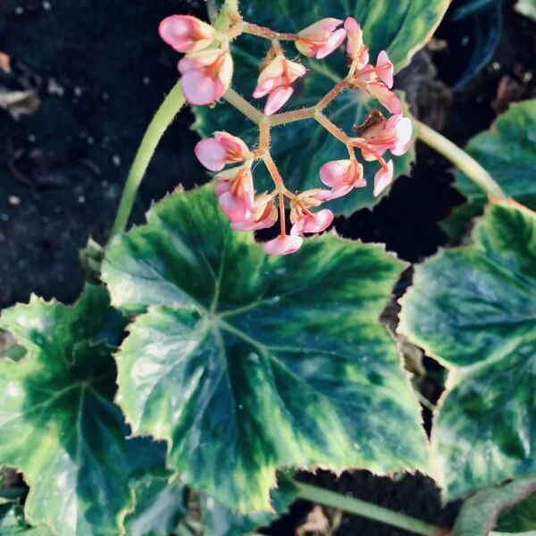 Begonia Odiss, foto 5
