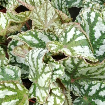 Begonia Tap Dance