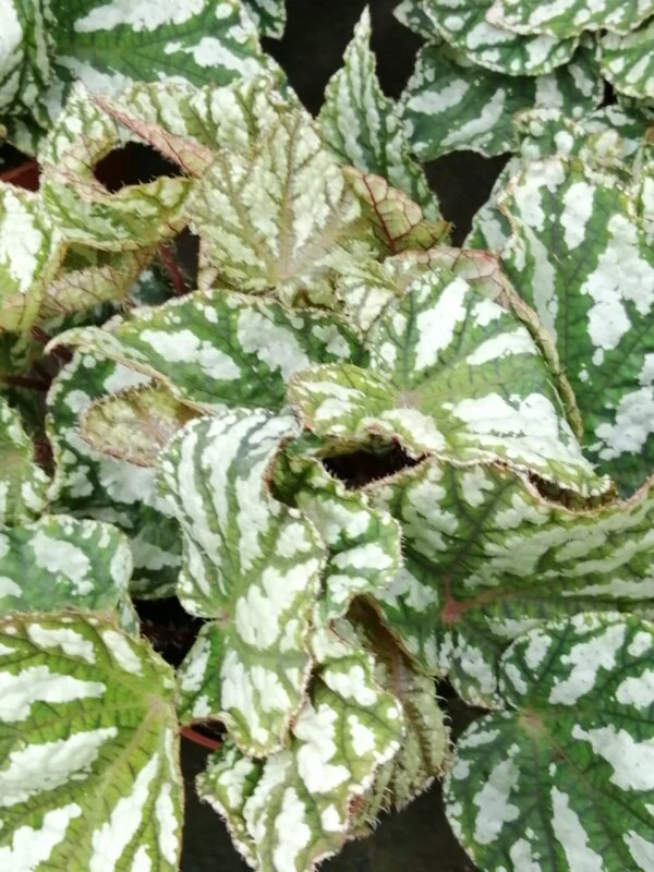 Begonia Tap Dance, pianta da interno