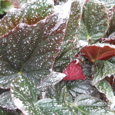 Begonia 'Tea Drop'