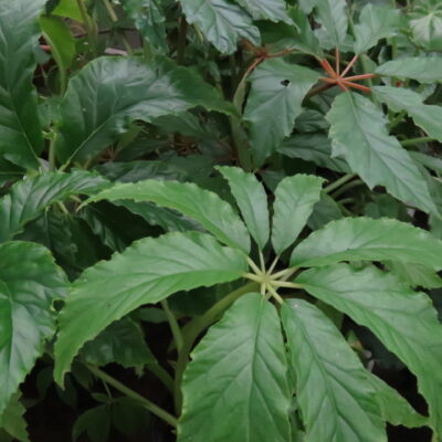 Begonia thiemei, sin. Begonia macdougalli var. macdougalli