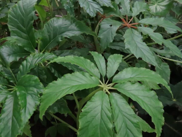Begonia thiemei, sin. Begonia macdougallii var. macdougallii, pianta da interno