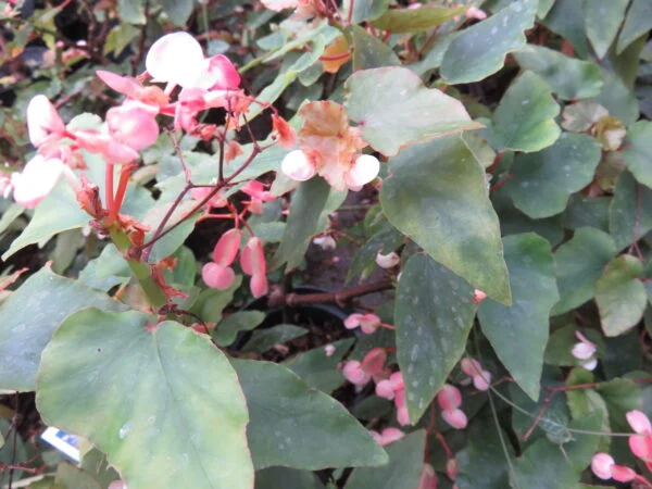 Begonia Thimothee, foto 3