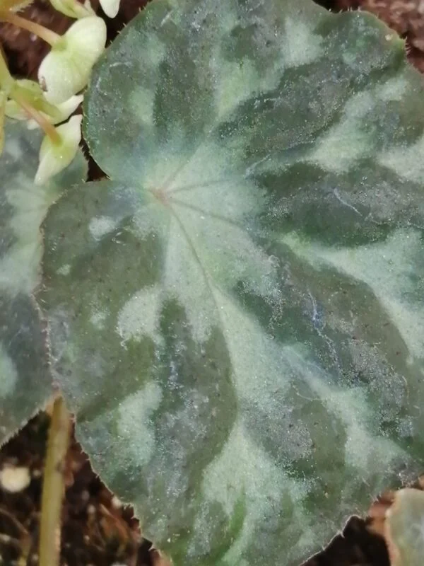 Begonia luzoensis, pianta da interno