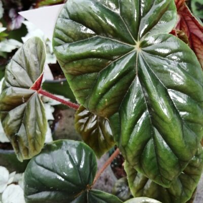 Begonia Thurstonii