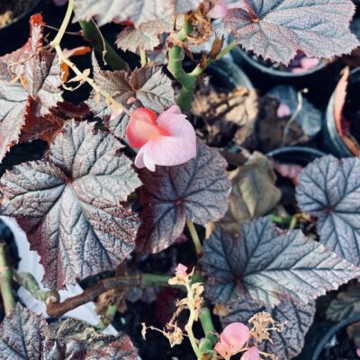 Begonia Tingley Mallet