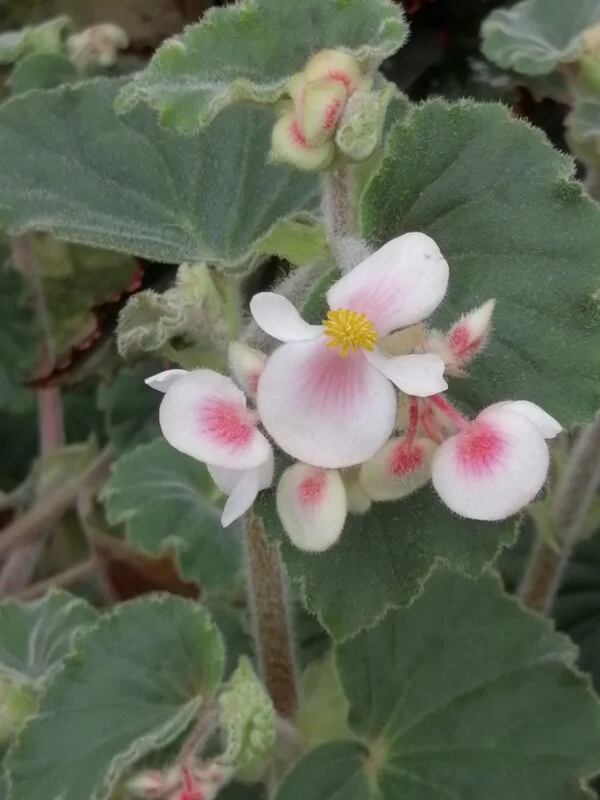 Begonia tomentosa, foto 2