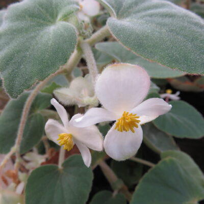 Begonia tomentosa