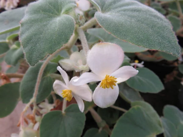 Begonia tomentosa, pianta da interno
