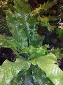 Microsorum musifolium 'Crocodyllus'