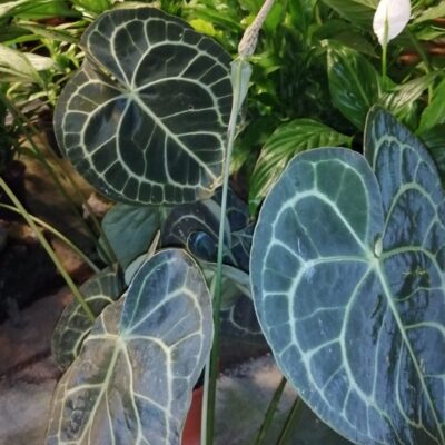 Anthurium clarinervium