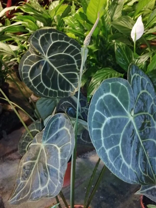 Anthurium clarinervium, pianta da interno