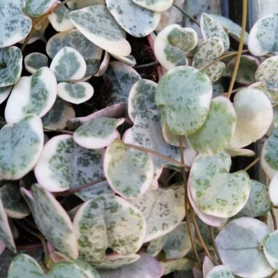 Ceropegia woodii 'variegata' big plant