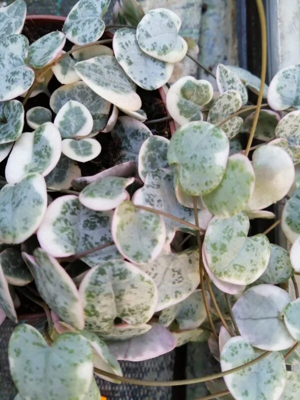 Ceropegia woodii 'variegata' big plant, pianta da interno