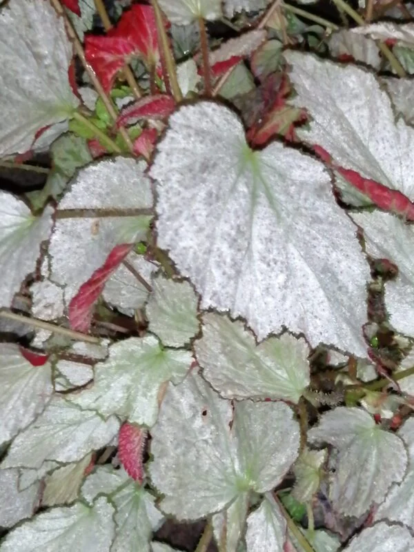 Begonia Two Face, foto 2