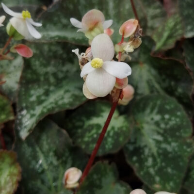 Begonia U074