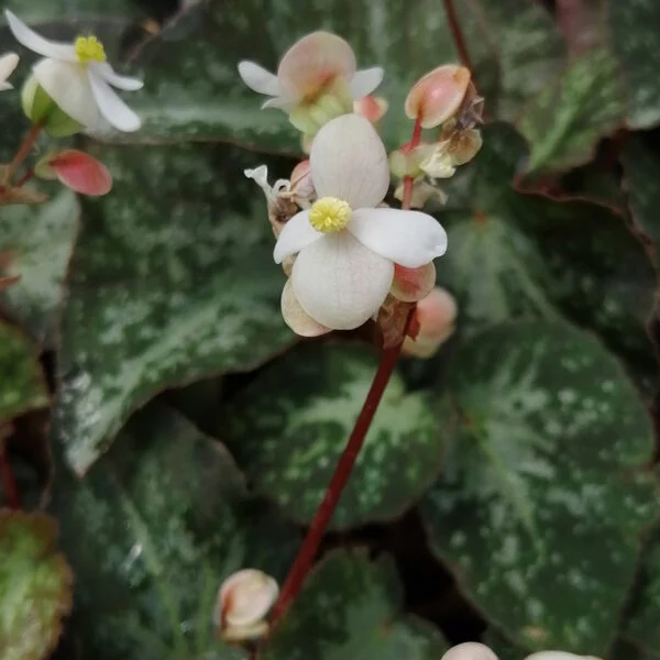 Begonia U074, pianta da interno