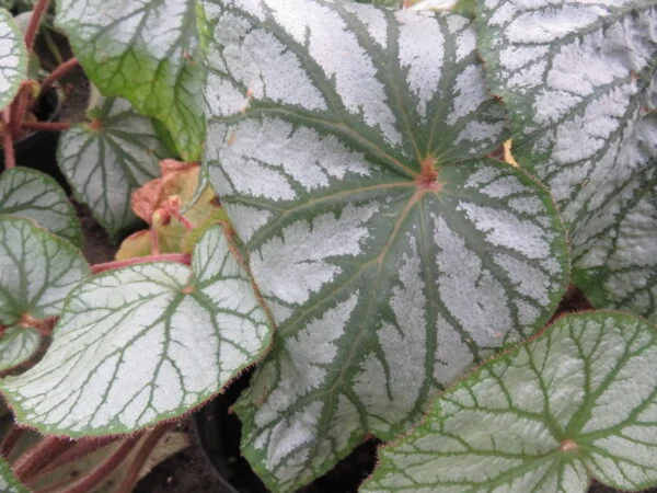 Begonia U400, foto 4