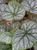 Begonia U400