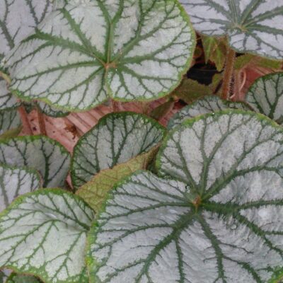 Begonia U400
