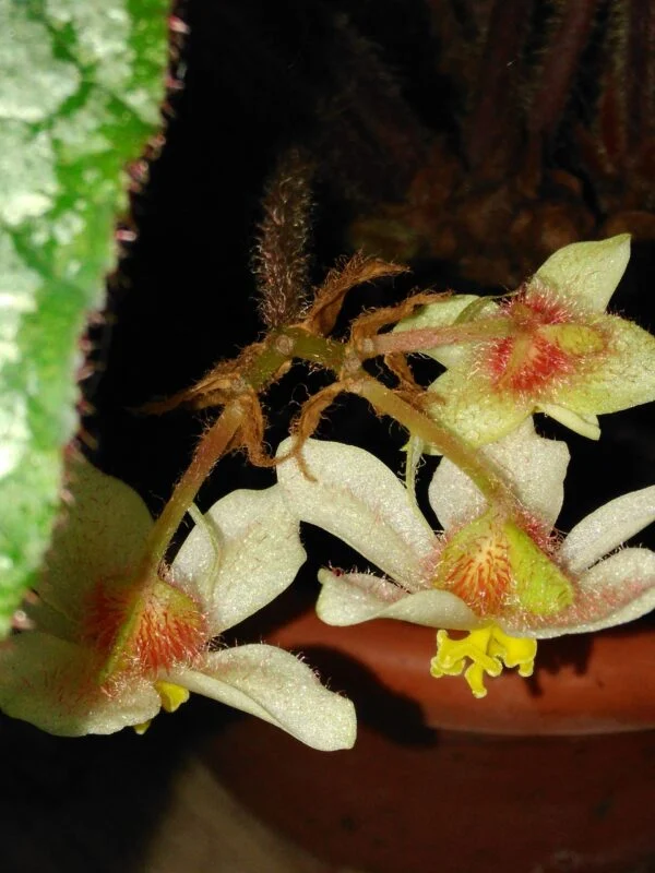 Begonia U400, foto 2