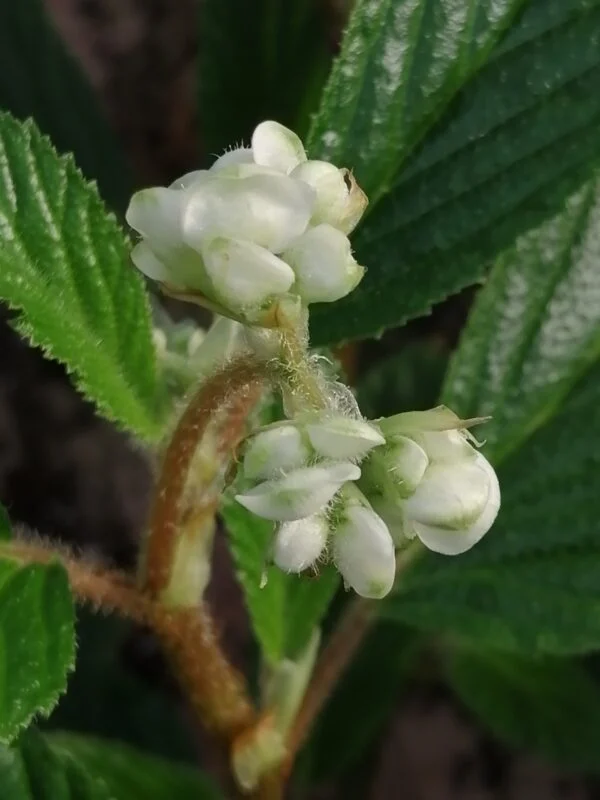 Begonia ulmifolia, foto 2