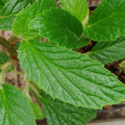 Begonia ulmifolia