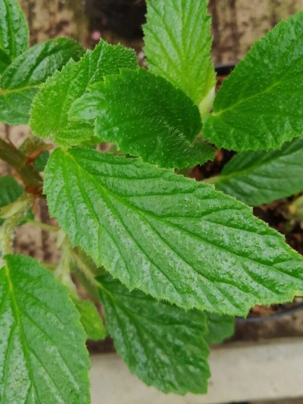 Begonia ulmifolia, pianta da interno