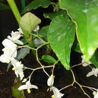 Begonia undulata