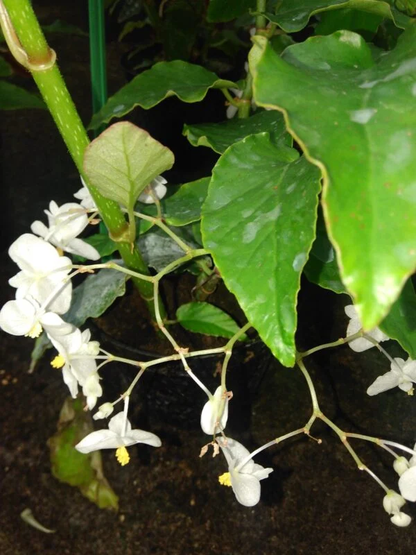Begonia undulata, pianta da interno