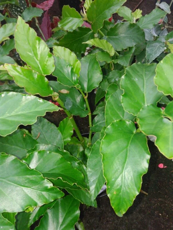 Begonia undulata, foto 2