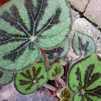 Begonia variegata , sin. Begonia masoniana var. maculata